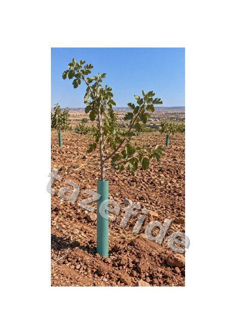 Kırkağaç Kavun (637 Altınbaş) 5 gr ek görsel