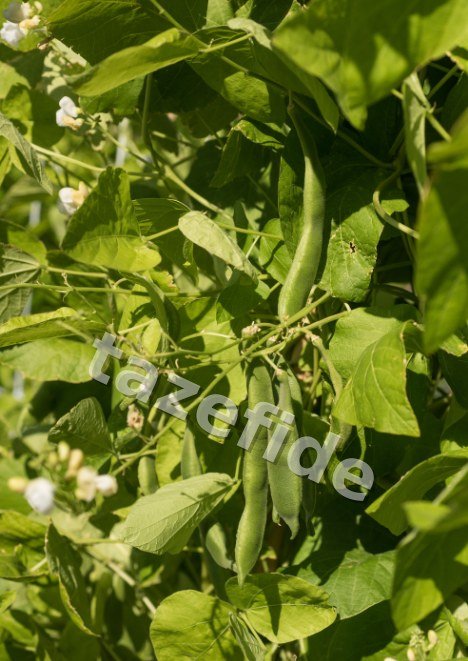 Barbunya Tohumu 25 gr