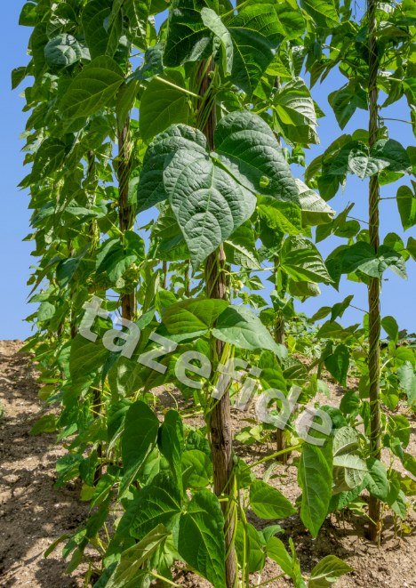 Bal Kabağı Tohumu 10 g
