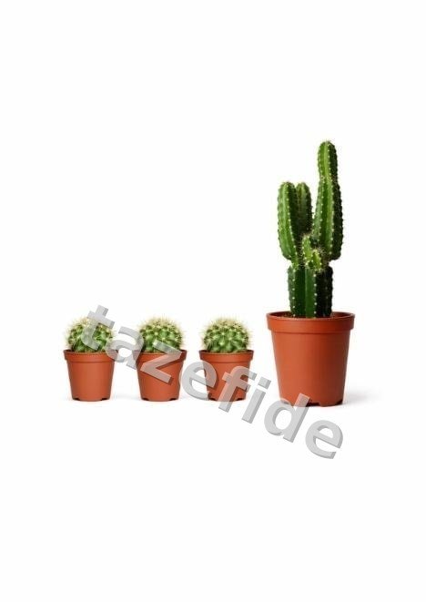 Kaktüs ve Sukulent Üretim Saksısı 5,5 cm