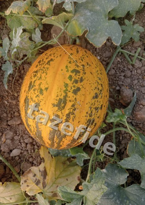Ananas Kavun Tohumu 5 gr ek görsel