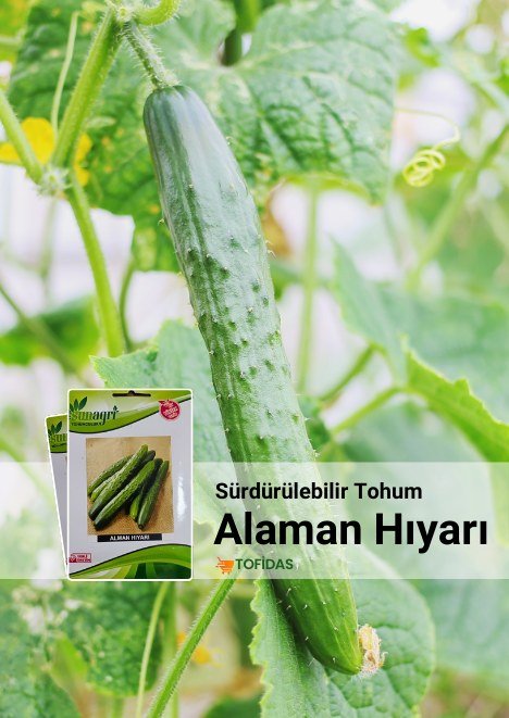 AĞAÇ FİDAN VİYOLÜ 45 GÖZ FİDAN VİYOLÜ