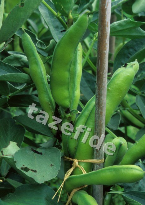 VALAGRO Radifarm Gübre 1 LT