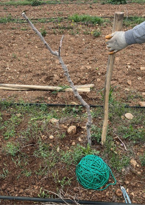 Fidan Bağlama İpi 10 kg ek görsel