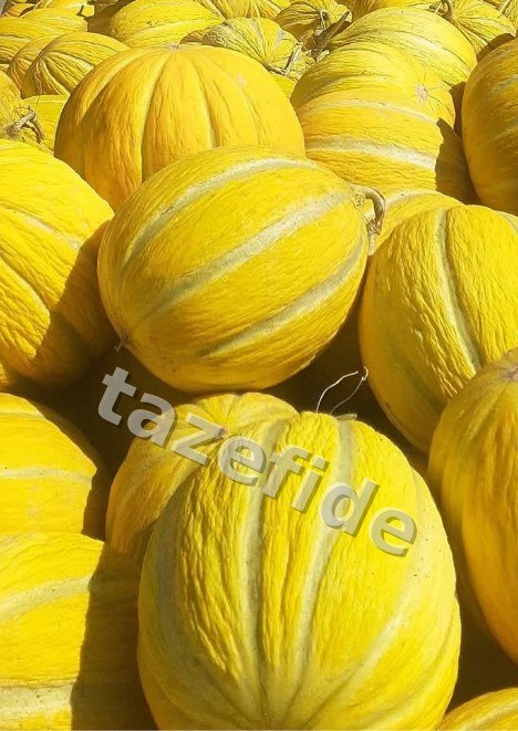 Enginar Tohumu 20 adet