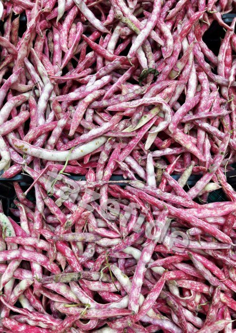 Crimson Sweet Karpuz tohumu 5 gr