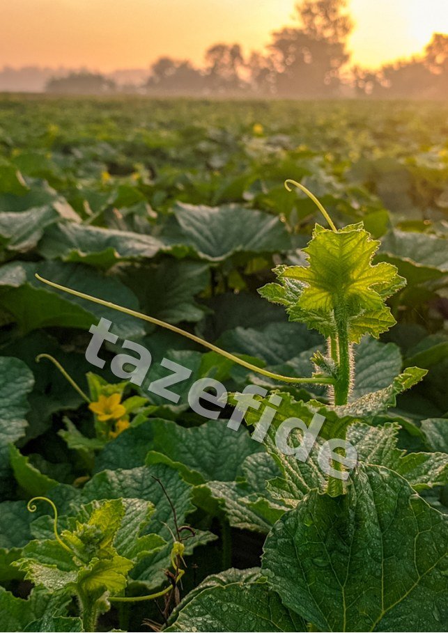 Uzun Kavun Tohumu 5 gr