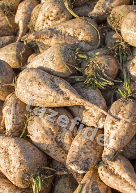 Süt Mısır Tohumu 10 gr