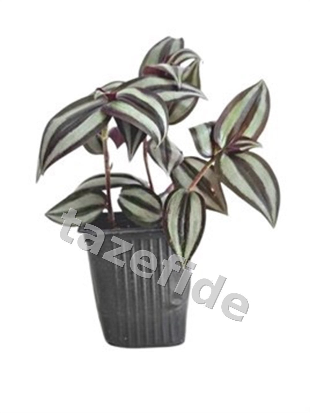 Telgraf Çiçeği Tradescantia Zebrina Silver