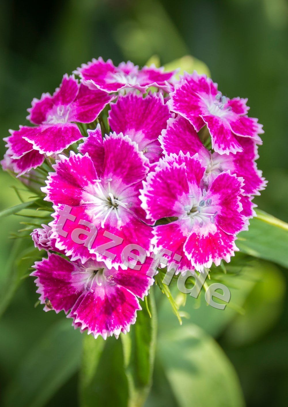 Zinnia Çiçek Tohumu 25 adet Tohum ek görsel